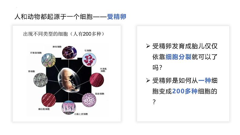 1.3.2动物体的结构层次课件 2024-2025学年人教版（2024）生物七年级上册03