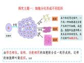 1.3.2动物体的结构层次课件 2024-2025学年人教版（2024）生物七年级上册