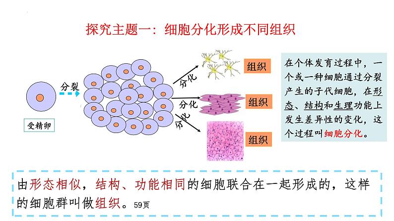 1.3.2动物体的结构层次课件 2024-2025学年人教版（2024）生物七年级上册04