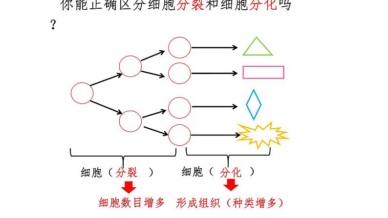 1.3.2动物体的结构层次课件 2024-2025学年人教版（2024）生物七年级上册05