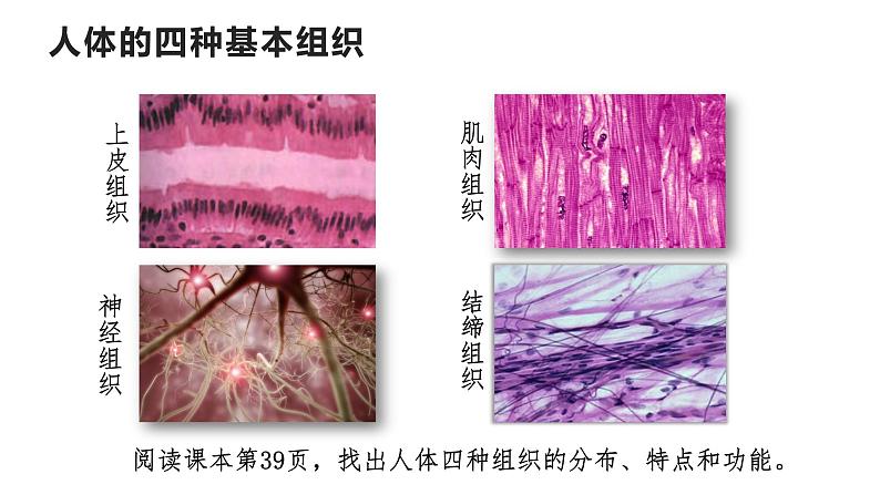 1.3.2动物体的结构层次课件 2024-2025学年人教版（2024）生物七年级上册06