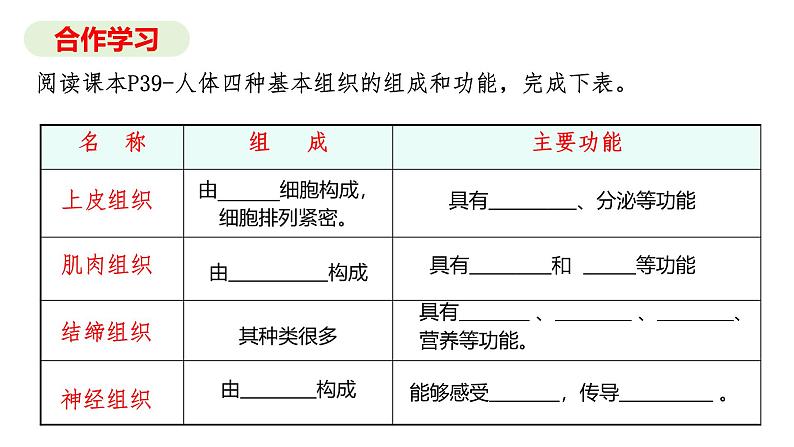 1.3.2动物体的结构层次课件 2024-2025学年人教版（2024）生物七年级上册07