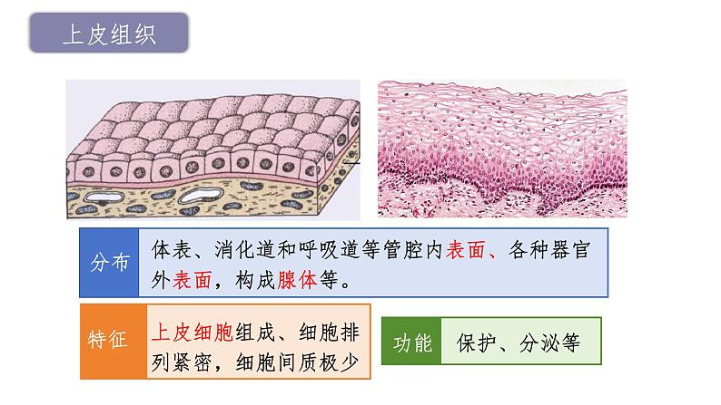 1.3.2动物体的结构层次课件 2024-2025学年人教版（2024）生物七年级上册08