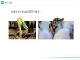 1.3.2 动物体的结构层次课件(内嵌视频1个)---2024-2025学年人教版（2024）生物七年级上册