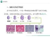 1.3.2 动物体的结构层次课件(内嵌视频1个)---2024-2025学年人教版（2024）生物七年级上册