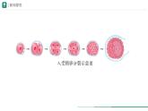 1.3.2 动物体的结构层次课件(内嵌视频1个)---2024-2025学年人教版（2024）生物七年级上册