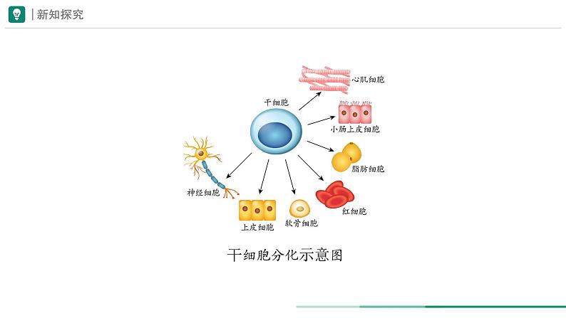 1.3.2 动物体的结构层次课件(内嵌视频1个)---2024-2025学年人教版（2024）生物七年级上册06