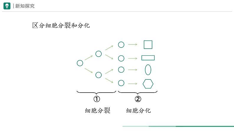 1.3.2 动物体的结构层次课件(内嵌视频1个)---2024-2025学年人教版（2024）生物七年级上册07