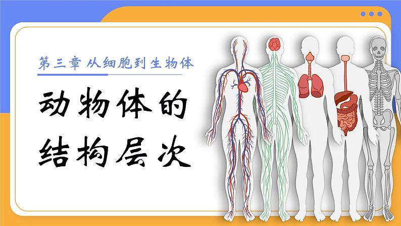 1.3.2 动物体的结构层次（教学设计表格式+课件(内嵌视频2个)）---2024-2025学年人教版（2024）生物七年级上册01