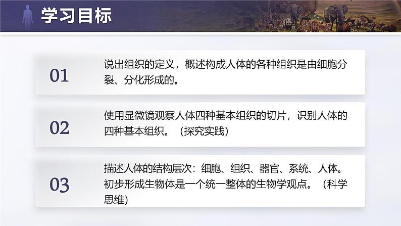 1.3.2 动物体的结构层次（教学设计表格式+课件(内嵌视频2个)）---2024-2025学年人教版（2024）生物七年级上册03