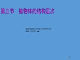 1.3.3 植物体的结构层次课件  ---2024-2025学年人教版（2024）生物七年级上册