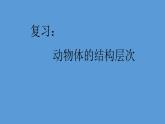 1.3.3 植物体的结构层次课件  ---2024-2025学年人教版（2024）生物七年级上册