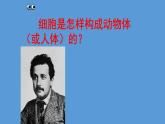 1.3.3 植物体的结构层次课件  ---2024-2025学年人教版（2024）生物七年级上册