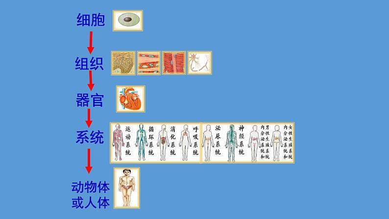 1.3.3 植物体的结构层次课件  ---2024-2025学年人教版（2024）生物七年级上册第4页