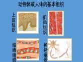 1.3.3 植物体的结构层次课件  ---2024-2025学年人教版（2024）生物七年级上册
