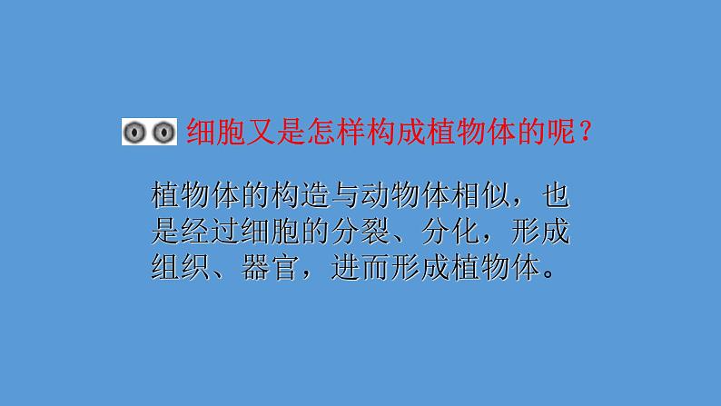 1.3.3 植物体的结构层次课件  ---2024-2025学年人教版（2024）生物七年级上册第6页