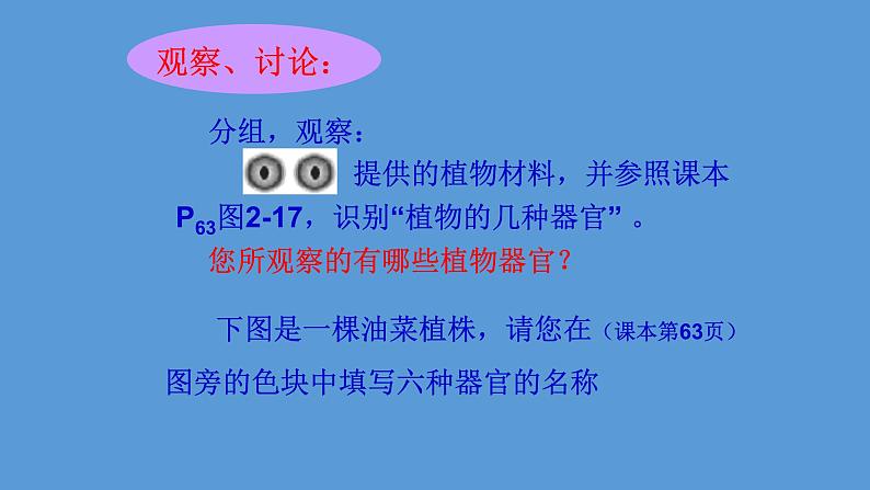 1.3.3 植物体的结构层次课件  ---2024-2025学年人教版（2024）生物七年级上册第7页