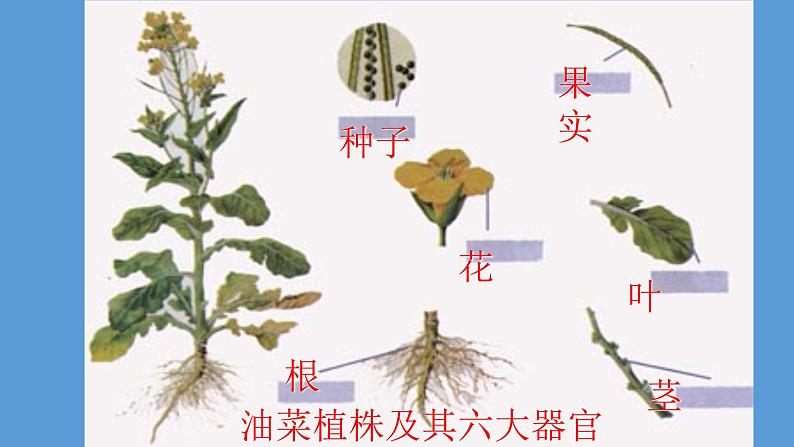 1.3.3 植物体的结构层次课件  ---2024-2025学年人教版（2024）生物七年级上册第8页