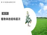 1.3.3 植物体的结构层次课件---2024-2025学年人教版（2024）生物七年级上册