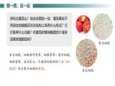 1.3.3 植物体的结构层次课件---2024-2025学年人教版（2024）生物七年级上册