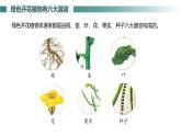 1.3.3 植物体的结构层次课件---2024-2025学年人教版（2024）生物七年级上册