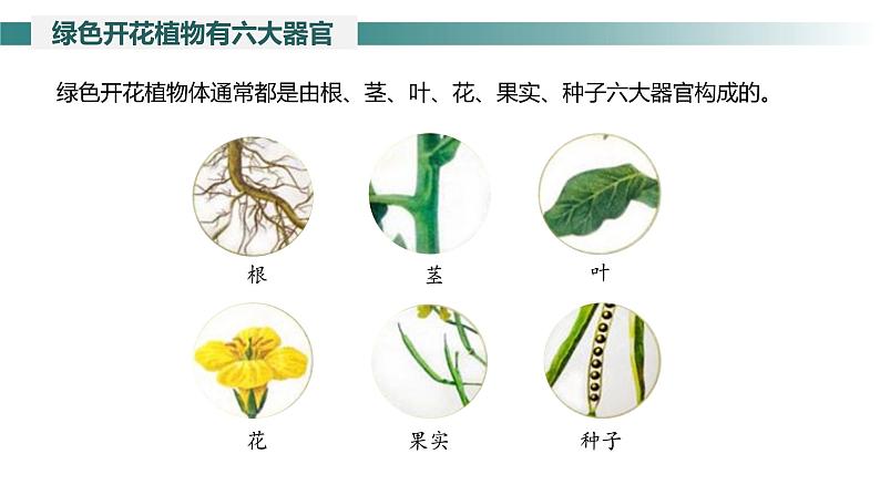 1.3.3 植物体的结构层次课件---2024-2025学年人教版（2024）生物七年级上册05