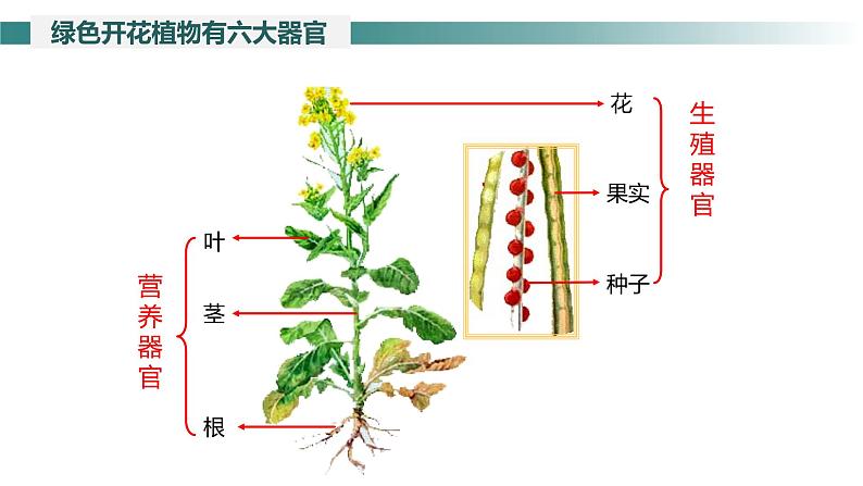 1.3.3 植物体的结构层次课件---2024-2025学年人教版（2024）生物七年级上册06