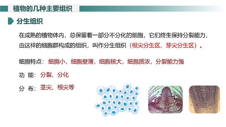 1.3.3 植物体的结构层次课件---2024-2025学年人教版（2024）生物七年级上册08