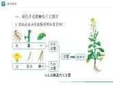 1.3.3 植物体的结构层次课件--2024-2025学年人教版（2024）生物七年级上册