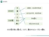 1.3.3 植物体的结构层次课件--2024-2025学年人教版（2024）生物七年级上册