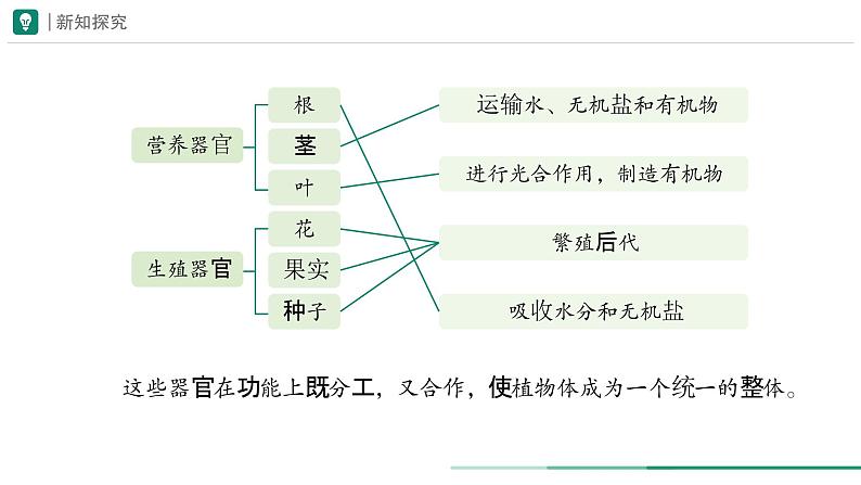 1.3.3 植物体的结构层次课件--2024-2025学年人教版（2024）生物七年级上册第5页