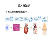 1.3.3植物体的结构层次课件   2024-2025学年人教版（2024）生物七年级上册