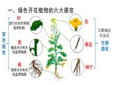 1.3.3植物体的结构层次课件   2024-2025学年人教版（2024）生物七年级上册