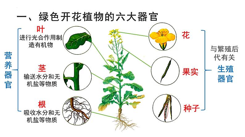 1.3.3植物体的结构层次课件   2024-2025学年人教版（2024）生物七年级上册第4页