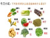 1.3.3植物体的结构层次课件   2024-2025学年人教版（2024）生物七年级上册