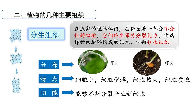 1.3.3植物体的结构层次课件   2024-2025学年人教版（2024）生物七年级上册第8页