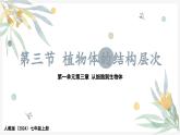 1.3.3植物体的结构层次课件---2024-2025学年人教版（2024）生物七年级上册