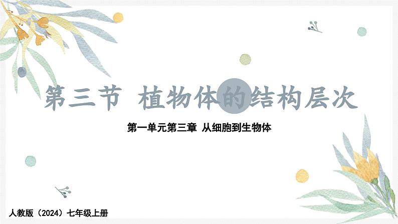 1.3.3植物体的结构层次课件---2024-2025学年人教版（2024）生物七年级上册01