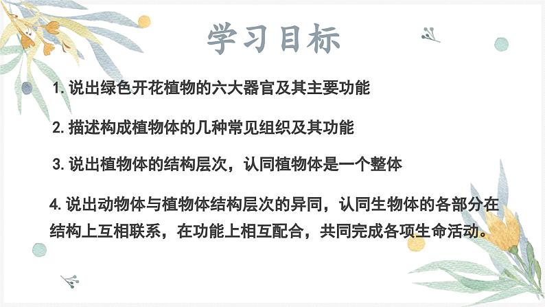 1.3.3植物体的结构层次课件---2024-2025学年人教版（2024）生物七年级上册02