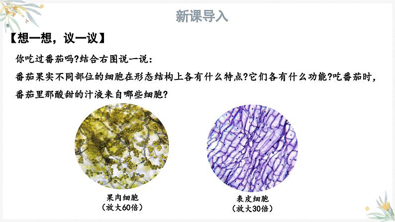 1.3.3植物体的结构层次课件---2024-2025学年人教版（2024）生物七年级上册03