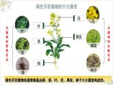 1.3.3植物体的结构层次课件---2024-2025学年人教版（2024）生物七年级上册