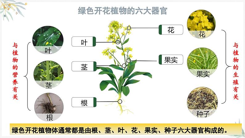 1.3.3植物体的结构层次课件---2024-2025学年人教版（2024）生物七年级上册04