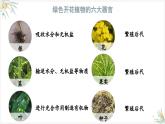 1.3.3植物体的结构层次课件---2024-2025学年人教版（2024）生物七年级上册