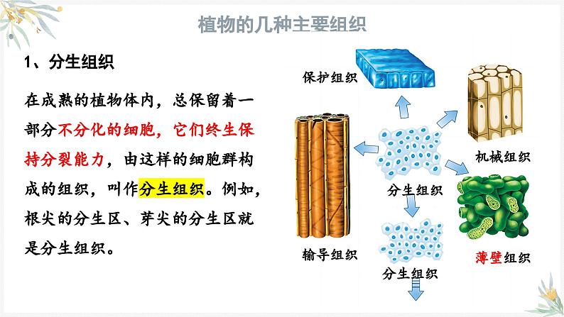 1.3.3植物体的结构层次课件---2024-2025学年人教版（2024）生物七年级上册08