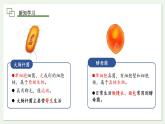 1.3.4 单细胞生物  课件(内嵌视频4个) ---2024-2025学年人教版（2024）生物七年级上册