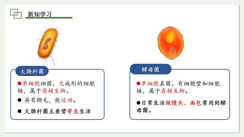 1.3.4 单细胞生物  课件(内嵌视频4个) ---2024-2025学年人教版（2024）生物七年级上册第5页