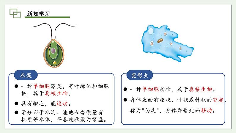 1.3.4 单细胞生物  课件(内嵌视频4个) ---2024-2025学年人教版（2024）生物七年级上册第6页