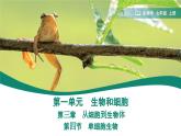 1.3.4 单细胞生物课件--2024-2025学年人教版（2024）生物七年级上册