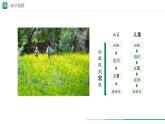 1.3.4 单细胞生物课件--2024-2025学年人教版（2024）生物七年级上册