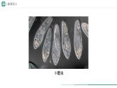 1.3.4 单细胞生物课件--2024-2025学年人教版（2024）生物七年级上册